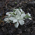 <strong>Stadtpflanze des Jahres 2020</strong><br> Gelblichweißes Ruhrkraut - Helichrysum luteoalbum
