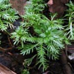<strong>Wasserpflanze des Jahres 2021</strong><br> Wasserfeder - Hottonia palustris