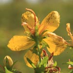 <strong>Heilpflanze des Jahres 2019</strong><br> Tüpfel-Johanniskraut - Hypericum perforatum