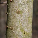 <strong>Baum des Jahres 2021</strong><br> Stechpalme - Ilex aquifolium
