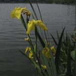 <strong>Staude des Jahres 2016</strong><br> Schwertlilie - Iris