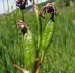<strong>Blume des Jahres 2010</strong><br> Sibirische Schwertlilie - Iris sibirica