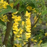 <strong>Giftpflanze des Jahres 2012</strong><br> Goldregen - Laburnum anagyroides