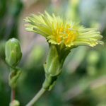 <strong>Gemüse des Jahres 2008</strong><br> Gartensalat - Lactuca sativa