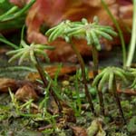 Marchantia polymorpha - Brunnenlebermoos
