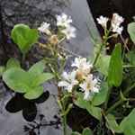<strong>Blume des Jahres 2020</strong><br> Fieberklee - Menyanthes trifoliata