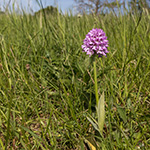 <strong>Orchidee des Jahres 2019</strong><br> Dreizähniges Knabenkraut - Orchis (Neotinea) tridentata