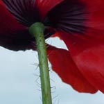 <strong>Blume des Jahres 2017</strong><br> Klatschmohn - Papaver rhoeas