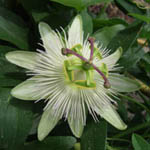 <strong>Arzneipflanze des Jahres 2011</strong><br> Fleischfarbene Passionsblume - Passiflora incarnata