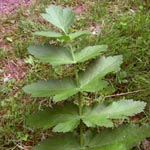 <strong>Gemüse des Jahres 2011</strong><br> Pastinak - Pastinaca sativa