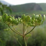 <strong>Gemüse des Jahres 2012</strong><br> Pastinak - Pastinaca sativa