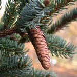 <strong>Baum des Jahres 2017</strong><br> Fichte - Picea abies