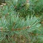 <strong>Baum des Jahres 2007</strong><br> Wald-Kiefer - Pinus sylvestris