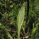<strong>Arzneipflanze des Jahres 2014</strong><br> Spitz-Wegerich - Plantago lanceolata