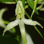 <strong>Orchidee des Jahres 2011</strong><br> Zweiblättrige Waldhyazinthe - Platanthera bifolia