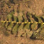 <strong>Wasserpflanze des Jahres 2009</strong><br> Durchwachsenes Laichkraut - Potamogeton perfoliatus