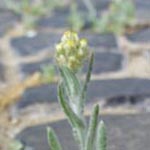 Stadtpflanze des Jahres 2020 Gelblichweißes Ruhrkraut - Helichrysum luteoalbum