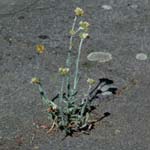 2. Gelbweißes Ruhrkraut - Helichrysum luteoalbum