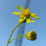 Stadtpflanze des Jahres 2017 Schmalblättriges Greiskraut - Senecio inaequidens