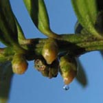 <strong>Giftpflanze des Jahres 2011</strong><br> Europäische Eibe - Taxus baccata