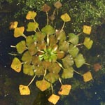 <strong>Wasserpflanze des Jahres 2011</strong><br> Wassernuss - Trapa natans