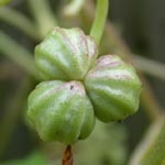 <strong>Arzneipflanze des Jahres 2013</strong><br> Kapuzinerkresse - Tropaeolum majus