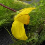 <strong>Wasserpflanze des Jahres 2015</strong><br> Südlicher und Gewöhnlicher Wasserschlauch - Utricularia australis und vulgaris
