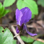 <strong>Heilpflanze des Jahres 2007</strong><br> Wohlriechendes Veilchen - Viola odorata