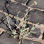Helichrysum luteoalbum . Gelblichweißes Ruhrkraut