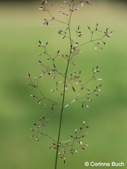 Agrostis_capillaris_DO_Siesack_190714_CB01.jpg