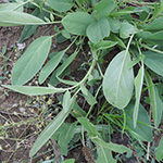 Anthyllis vulneraria - Wundklee