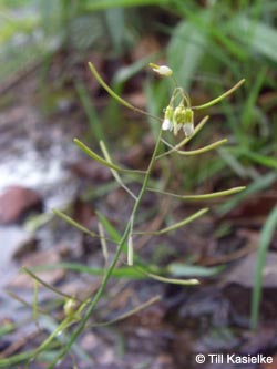 Arabidopsis_thaliana_HERHibernia_05012_TK93.jpg