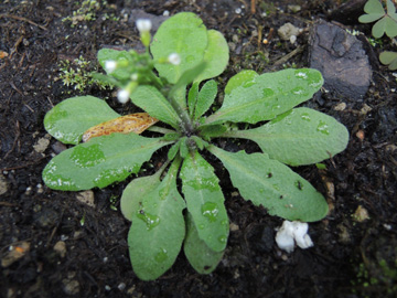 Arabidopsis_thaliana_Roncallihaus_180917_ja02.jpg