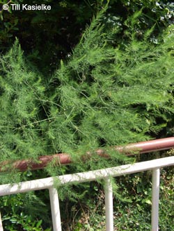 Asparagus_officinalis_Leutesdorf_290511_TK24.jpg