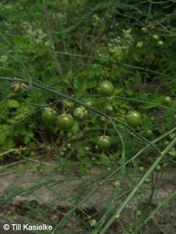 Asparagus_officinalis_Leutesdorf_290511_TK60.jpg