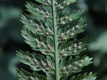 Athyrium_filix-femina_Ennepetal_Peddenoede_010918_ja02.jpg