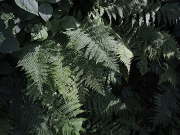 Athyrium_filix-mas_Ennepetal_Peddenoede_010918_ja01.jpg
