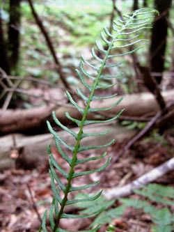 Blechnum_spicant_HagenFarne_130713_ja12.jpg