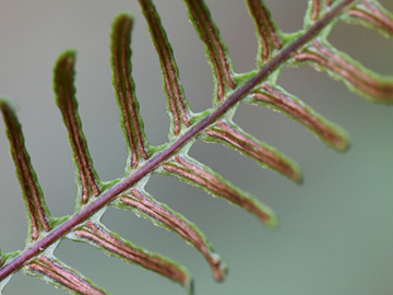 Blechnum_spicant_Peddenoede_010918_CBeckmann02.jpg
