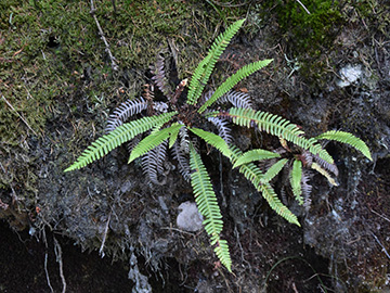 Blechnum_spicant_Peddenoede_010918_CBeckmann03.jpg
