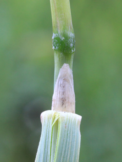 Calamagrostis_epigejos_Bergheim_110616_CB04.jpg