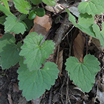 Campanula trachelium - Nesselblättrige Glockenblume