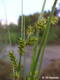 Carex_elongata_HiesfelderWald010509_TK04.jpg