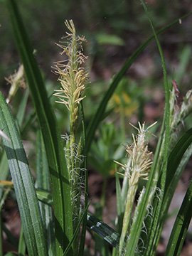 Carex_sylvatica_Hemer-Apricke_Hoppenberg_290418_ja03.jpg