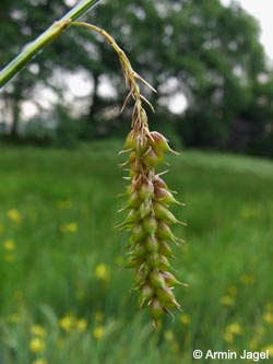 Carex_vesicaria_REBrandheide030606_ja03.jpg