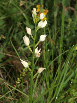 Cephalanthera_longifolia_180508_HGeier03.jpg