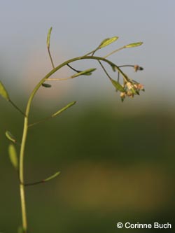 Draba_muralis_HERHibernia040512_CB.jpg