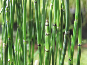 Equisetum_variegatum_Co_Kildare_Irland_2012_ML01.jpg