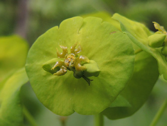 Euphorbia_amygdaloides_Bergenbach_Vogesen2016_210516_ja02.jpg