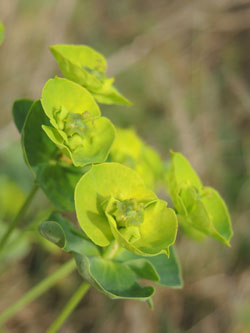 Euphorbia_esula_Duisburg-Homberg_200914_ja02.jpg